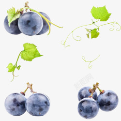 葡萄采摘园紫葡萄高清图片