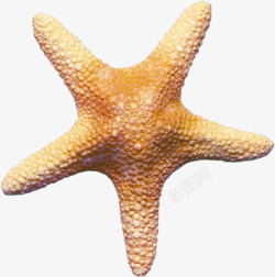 海洋星轨海洋生物高清图片