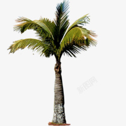 热带芭蕉树素材