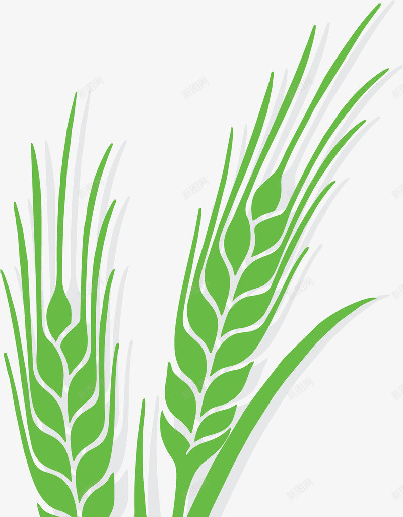 绿色为成熟的稻谷png免抠素材_88icon https://88icon.com 农田 卡通 大米 小米穗 水稻 稻田 稻谷 米穗 绿色 麦子 麦穗