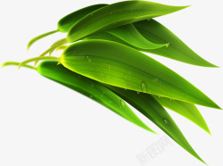 绿色芦苇叶子端午节素材
