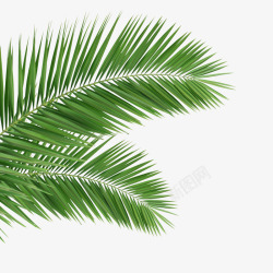 矢量椰子树叶椰子叶绿色树叶热带植物高清图片