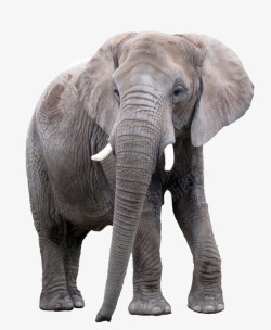 动物侧面来自大草原的大象高清图片