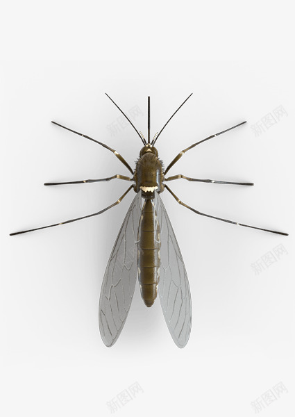 趴在墙壁上的蚊子摄影图png免抠素材_88icon https://88icon.com 实物图 翅膀 蚊子 触角 飞虫