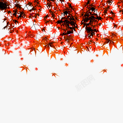 红色枫叶图案素材