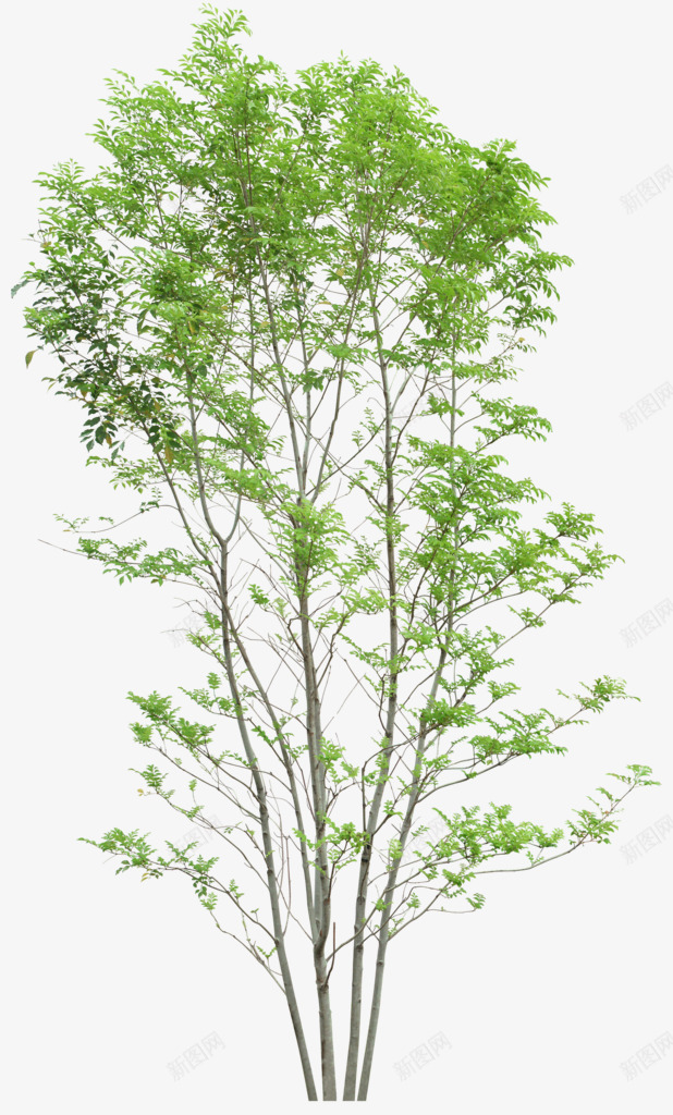 立面树稀疏树叶植物png免抠素材_88icon https://88icon.com psd植物立面 树叶 植物 稀疏 立面 素材