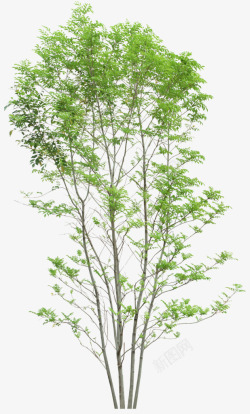 飘落树叶的树立面树稀疏树叶植物高清图片