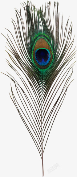 紫羽毛的鸟孔雀羽毛高清图片