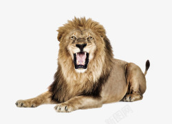 雄狮怒吼的狮子高清图片