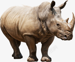 非洲的犀牛动物犀牛高清图片
