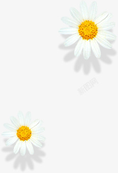 清新背景图案两朵漂浮菊花装饰高清图片