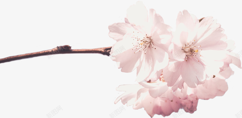 一簇粉色的樱花psd免抠素材_88icon https://88icon.com 和风 樱花 粉色 花朵 装饰