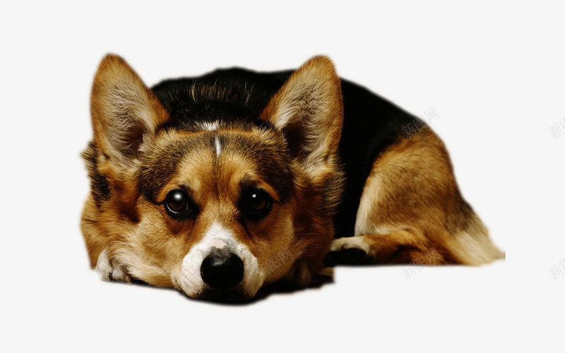 可爱呆萌的柯基犬png免抠素材_88icon https://88icon.com 可爱 大屁股基 柯基犬 柯基表情 狗狗 萌神