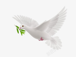 和平象征和平鸽庆国庆佳节高清图片