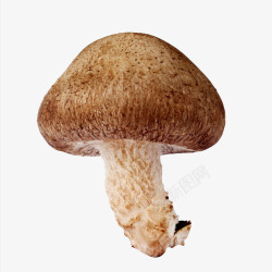 手绘蘑菇香菇一朵香菇高清图片