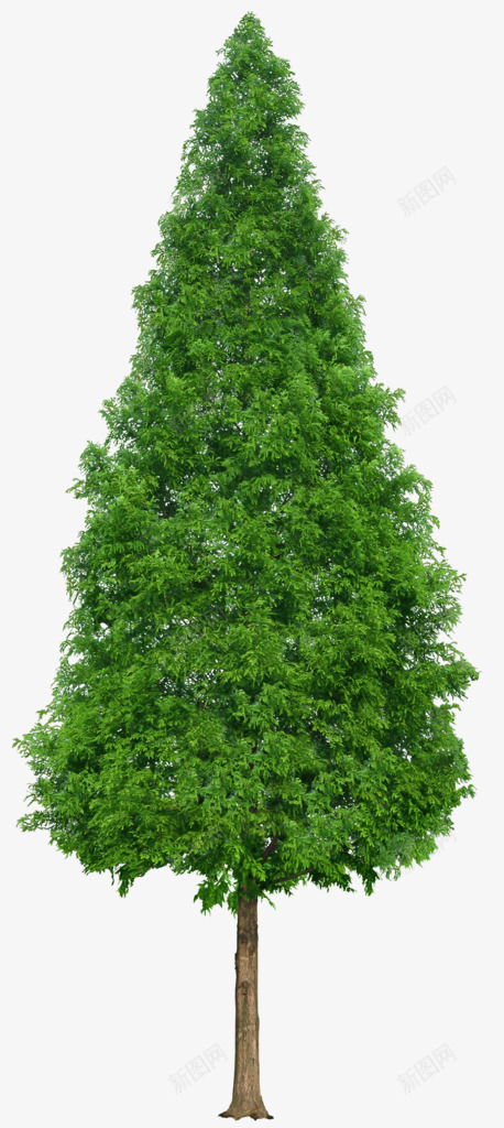 绿色茂密的松树png免抠素材_88icon https://88icon.com 松树 绿松树 绿色 茂密 雪松木