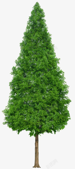 绿色茂密的松树素材