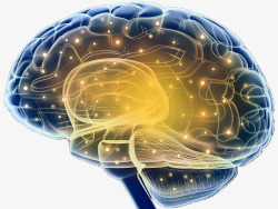 人体组织大脑结构神经元示意图高清图片