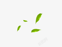 翠绿的叶子素材