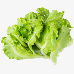 有机蔬菜茼蒿新鲜生菜图高清图片
