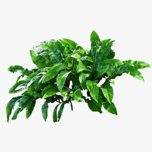 绿色生机勃勃的叶子家具绿化装饰psd免抠素材_88icon https://88icon.com 家居摆设 植物 绿色 装饰