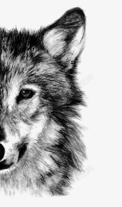 灰狼狼高清图片