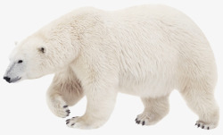 北极熊元素行走的白色北极熊高清图片