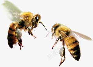 两只大蜜蜂海报png免抠素材_88icon https://88icon.com 海报 蜂类 两只 蜜蜂 互动 展开翅膀 小蜜蜂 动物 昆虫 虫子 黄色