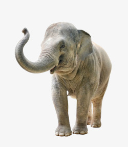 上扬鼻子上扬的大象侧面图高清图片