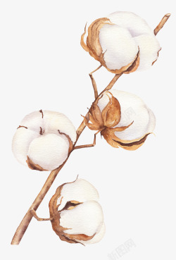枯枝手绘白色的棉花图高清图片