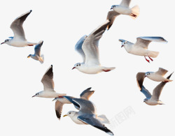 飞着一群飞着的海鸥高清图片