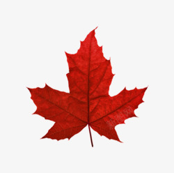 红叶红枫叶加拿大高清图片