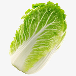 青菜设计新鲜的大白菜高清图片