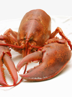 红色波士顿海鲜龙虾实物素材