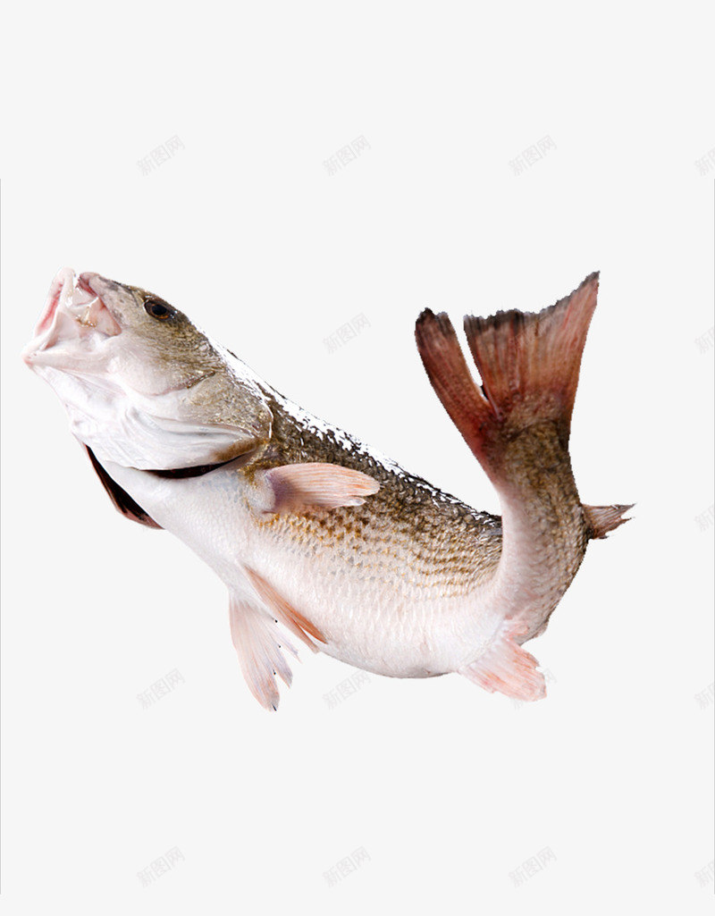 跃起的鱼png免抠素材_88icon https://88icon.com 动物 水产 生食 生鲜 草鱼 跃出 跃起 跃起的鱼 食品 鱼 鱼类 鲤鱼