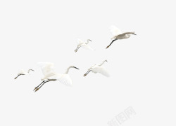 白色的鸟白鹭高清图片