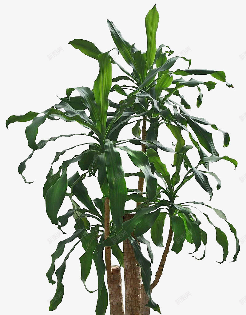 绿色也门铁png免抠素材_88icon https://88icon.com 也门铁 大型盆栽 绿色植物 装饰素材 观叶植物