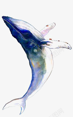 鲸鱼png免抠素材_88icon https://88icon.com 水彩鲸鱼 海洋 海洋动物 蓝色鲸鱼 鲸鱼插图