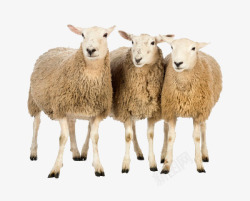 三只羊三只羊高清图片