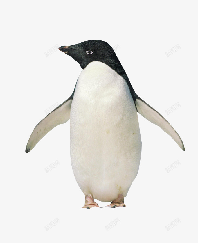 站立的企鹅png免抠素材_88icon https://88icon.com 动物 南极 寒冷 自然界
