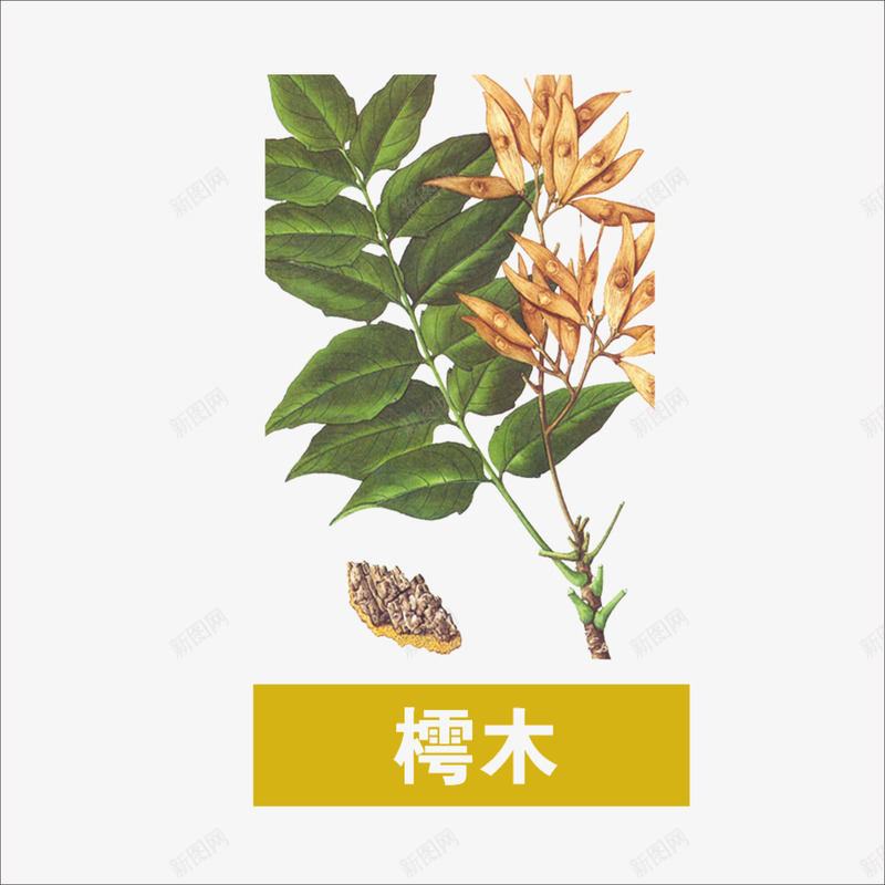 草药png免抠素材_88icon https://88icon.com 本草纲目 樗木 草中药 药材