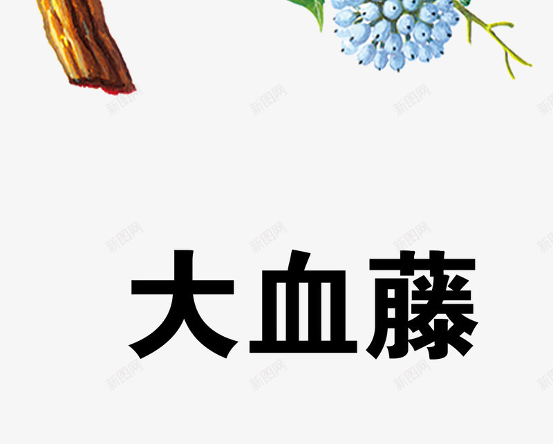 大血藤psd免抠素材_88icon https://88icon.com 中药 医疗保健 本草纲木 百草 草药 药材