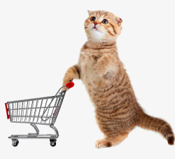 帮助推轮椅小猫购物车高清图片