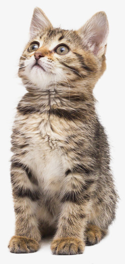 宠物包装设计实物可爱的小花猫高清图片