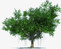 榕树树木模型绿色枝繁叶茂的古榕树高清图片
