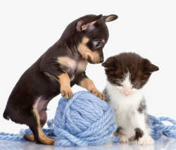 毛线玩线球的小狗和小猫高清图片