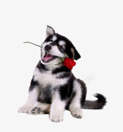 哈士奇狗嘴里含着玫瑰的哈士奇高清图片