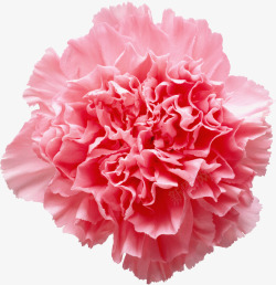 粉色康乃馨鲜花psd鲜花边框高清图片