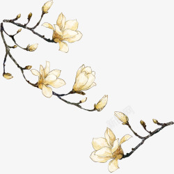 玉兰花花朵手绘玉兰花高清图片