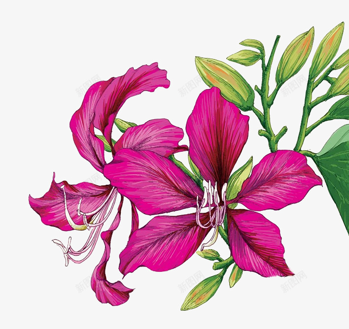 紫红色开花羊蹄甲系列png免抠素材_88icon https://88icon.com 中华人民共和国香港特别行政区 中国香港 复古 手绘 植物 紫红色 羊蹄甲 香港紫荆